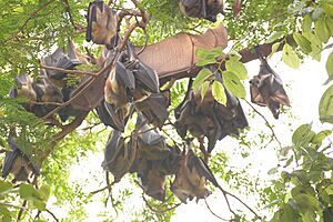 Archivo:A clear view of bats
