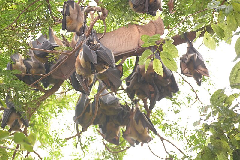 A clear view of bats