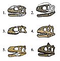 Abelisauridae skull comparison
