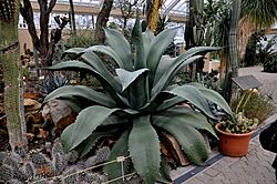 Agave salmiana (var. ferox) - Agavaceae - Nationale Plantentuin Meise 10-01-2010 14-56-10. ferox) - Nationale Plantentuin Meise 080 10-01-2010 14-56-10.JPG