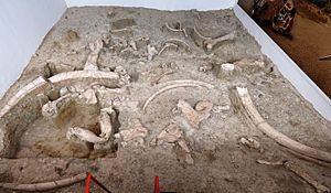 Archivo:Ambrona - Yacimiento paleontológico