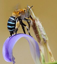 Archivo:Amegilla on long tube of Acanthus ilicifolius flower