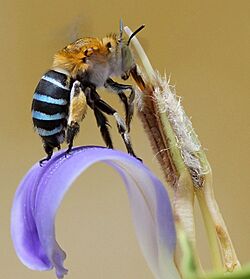 Amegilla on long tube of Acanthus ilicifolius flower.jpg