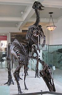 Archivo:Anatotitan