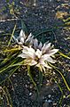 Androcymbium europaeum99