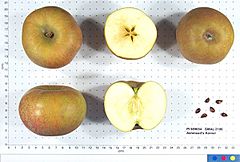 Ashmead's Kernel.JPG