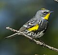 Audubon's Warbler (Setophaga auduboni) - Washington State