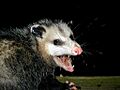 AwesomePossum-AmericanOpossum