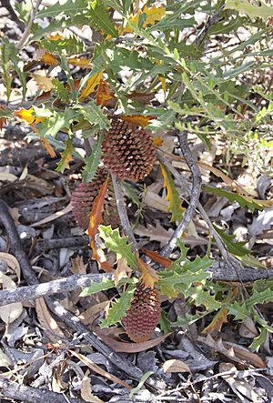 Archivo:Banksia aculeata-1