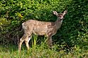 Black-tailed deer at Marymoor Park.jpg