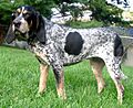 BluetickCoonhound