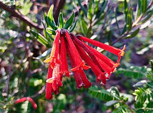 Archivo:Bouvardia Ternifolia Trompetilla