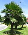 Brahea Edulis