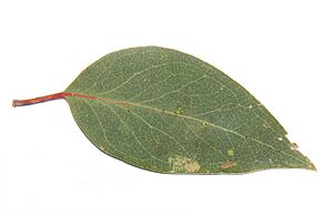 Archivo:Broad-leaved peppermint444