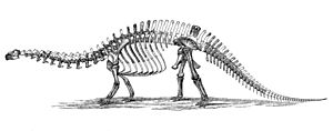 Archivo:Brontosaurus skeleton 1880s