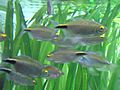 Brycinus longipinnis