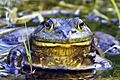 Bullfrog - natures pics