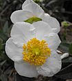 Carpenteriacalifornica