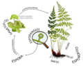 Ciclo de vida de los helechos y afines (Pteridophyta) - esporofito raíz tallo hojas, esporangio espora gametofito