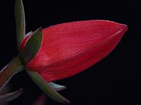 Archivo:Crassulaceae Echeveria harmsii (7)