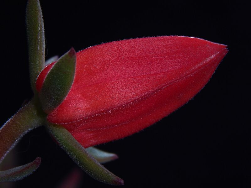 Crassulaceae Echeveria harmsii (7)