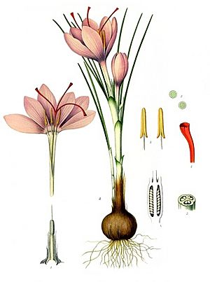 Archivo:Crocus sativus - Köhler–s Medizinal-Pflanzen-194