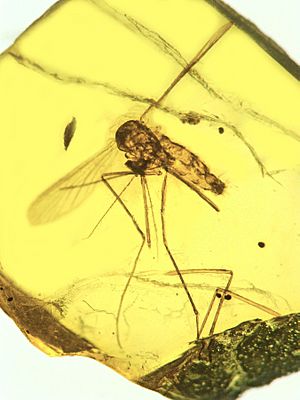 Archivo:Culex malariager in Dominican amber