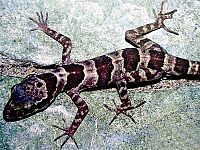 Archivo:Cyrtodactylus phongnhakebangensis