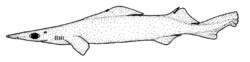 Deania calcea (Birdbeak dogfish).gif
