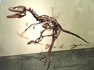 Archivo:Deinonychus antirrhopus - AMNH - DSC06297