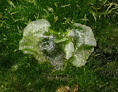 Archivo:Dixonia prothallus