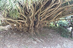 Archivo:DracaenaDraco underside