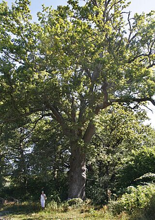 Eltzaburuko haritza.jpg