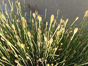 Archivo:Equisetum variegatum2