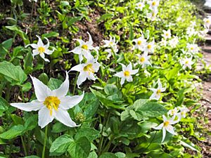 Archivo:Erythronium montanum