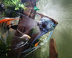 Escalar o pez ángel (Pterophyllum scalare).jpg