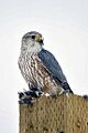 Falco columbarius Male