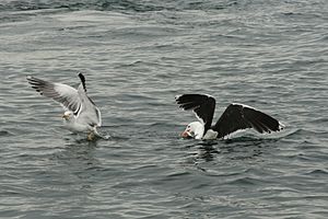 Archivo:Feeding gulls. - panoramio