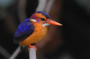 Archivo:Flickr - Rainbirder - African pygmy-kingfisher (Ceyx pictus)