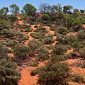 Flowering desert