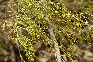 Archivo:Fruto del Balo