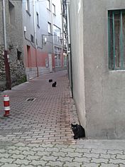 Archivo:Gatos negros