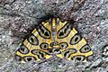 Geometrid moth (Pantherodes pardalaria).JPG