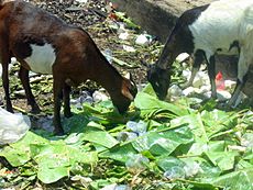 Archivo:Goats eating banana leaves