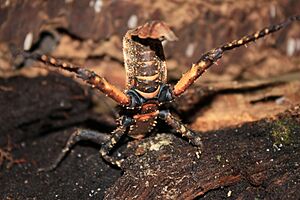 Archivo:Haaniella dehaanii-subadult threaten female