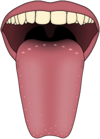 Archivo:Human tongue taste papillae