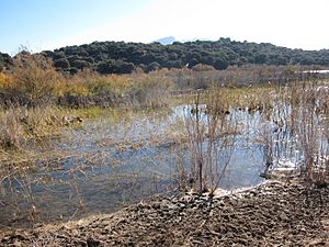 Archivo:IMG 5016. Laguna Chica