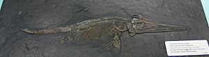Archivo:Ichthyosaur fossil