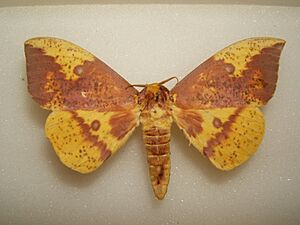 Archivo:Imperial adult male1 sjh