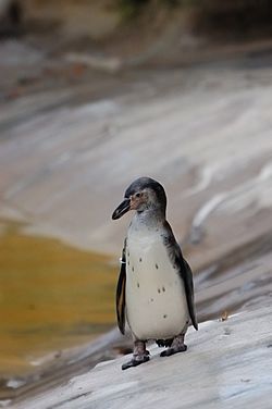 Archivo:Juvenile Humboldt Penguin (zoo de Vincennes)